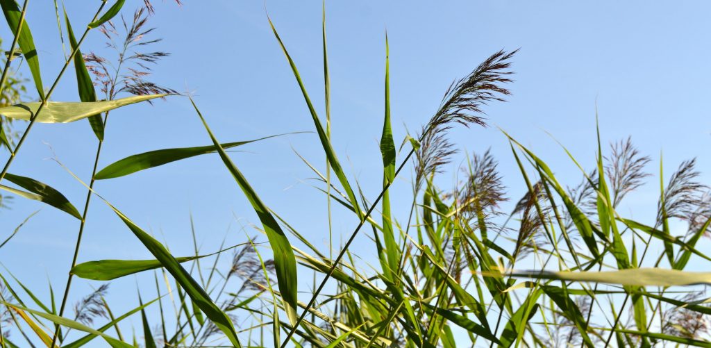 reedflowers