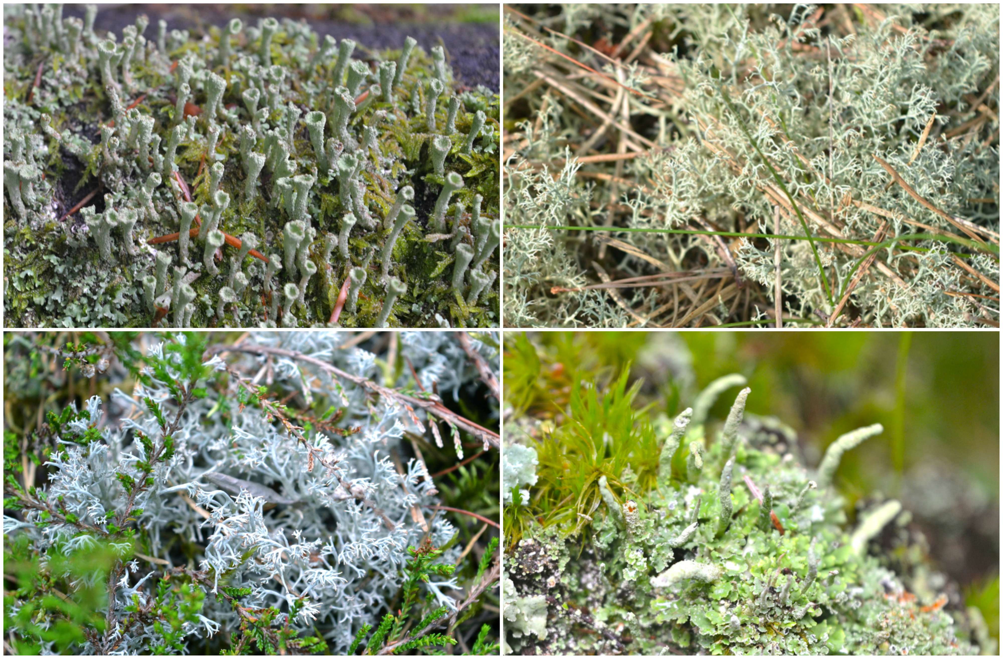 cladonia