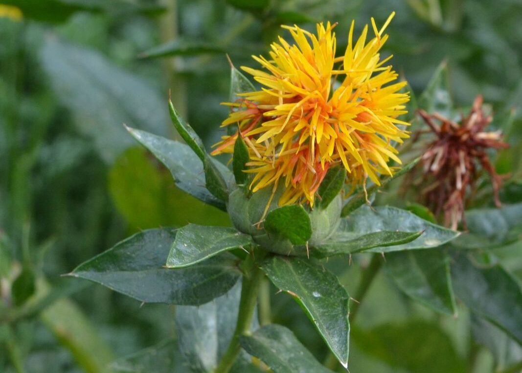 Сафлора Растение Фото Применение – Telegraph